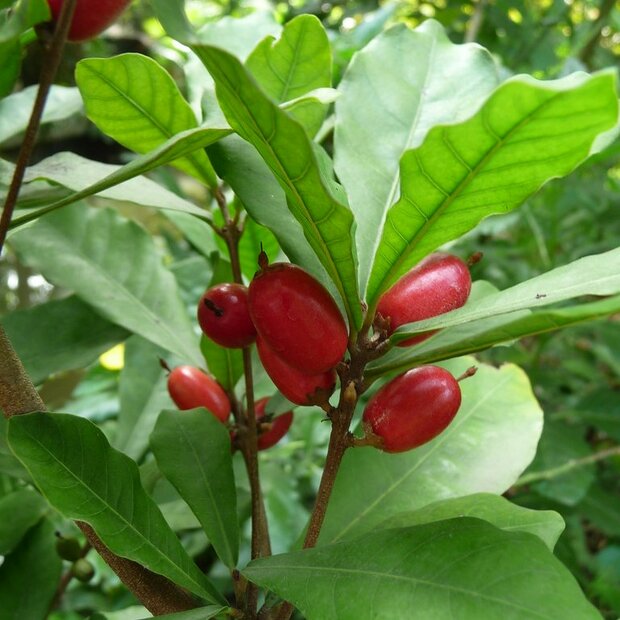 Wunderbeere (Synsepalum dulcificum)