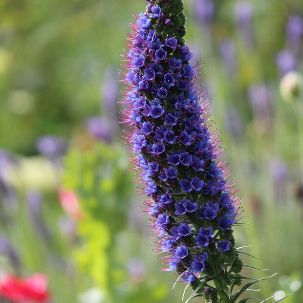 Stolz von Madeira (Echium fastuosum)