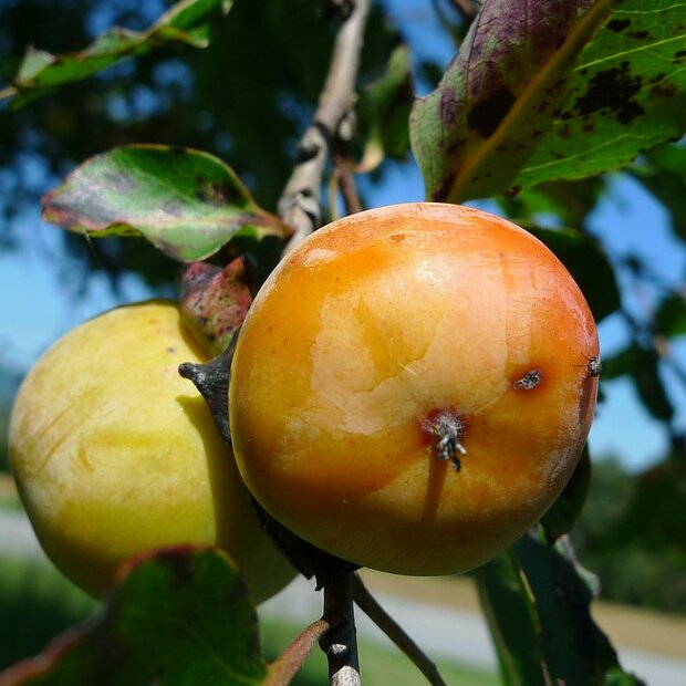 Amerikanische Persimone (Diospyros virginiana)