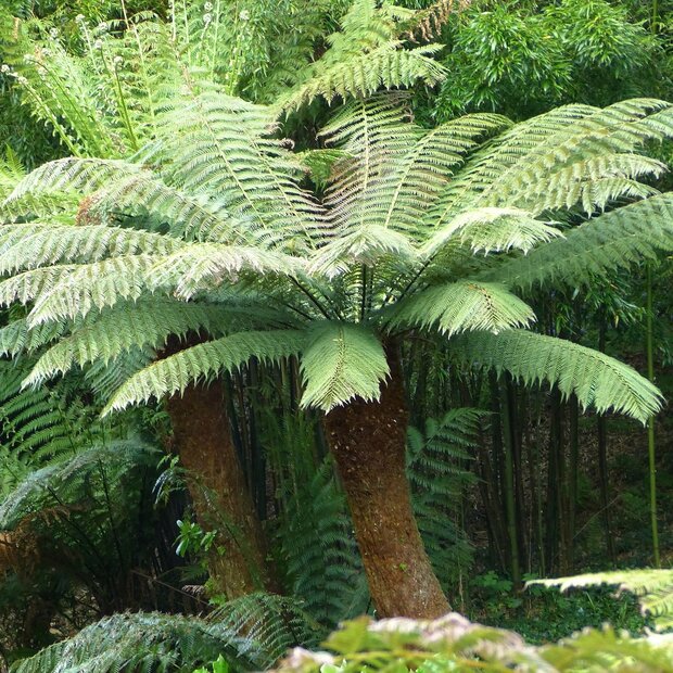 Tasmanischer Baumfarn (Dicksonia antarctica)