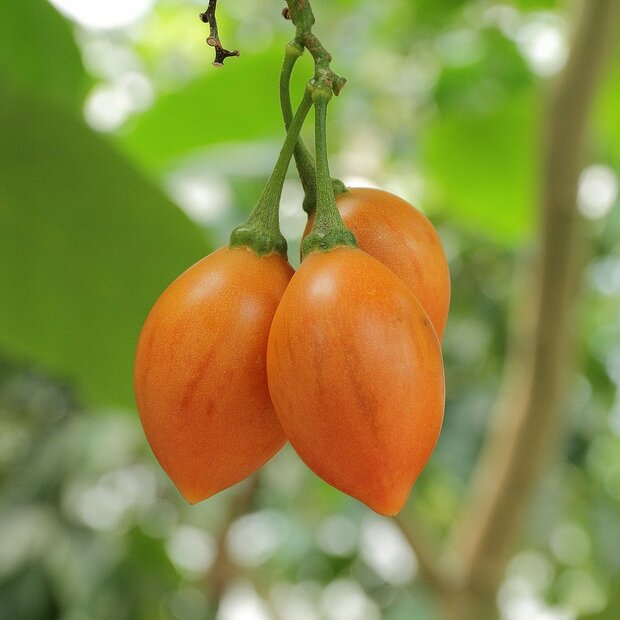 Gelbe Baumtomate (Cyphomandra betacea 'yellow')