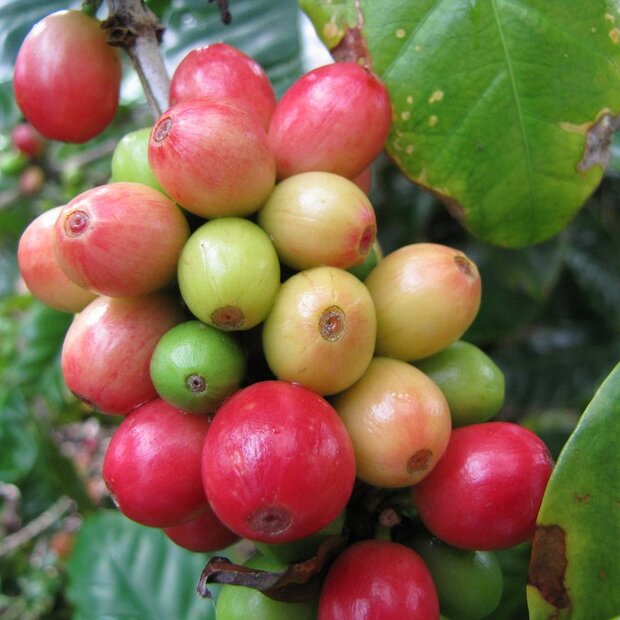 Zwergkaffee (Coffea arabica 'nana')
