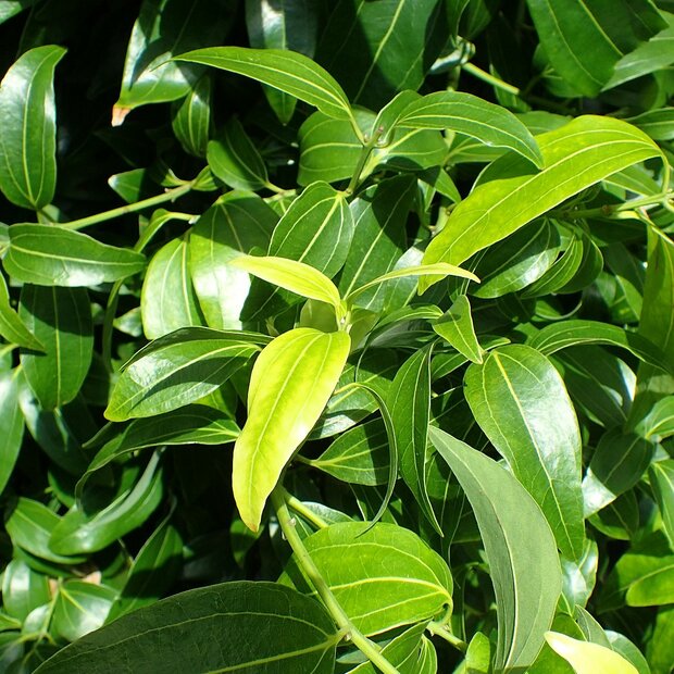 Zimtbaum (Cinnamomum zeylanicum)