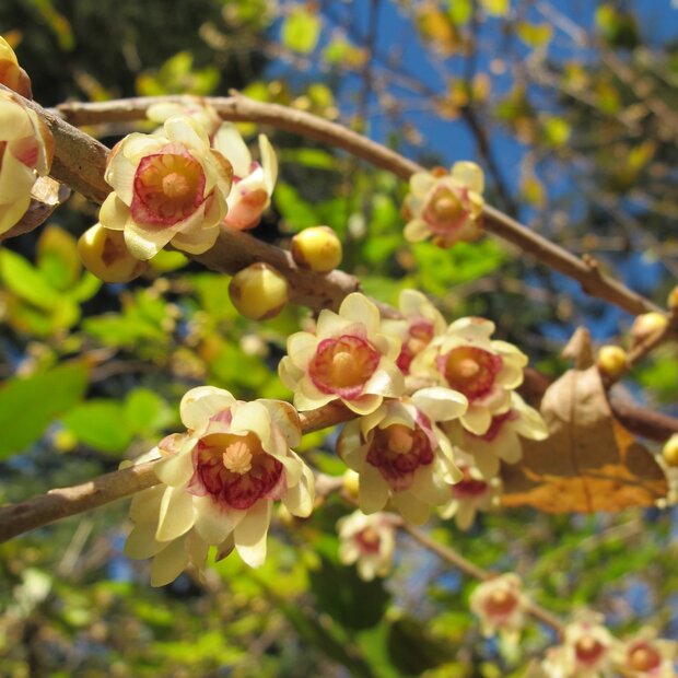 Winterbl&uuml;te (Chimonanthus praecox)