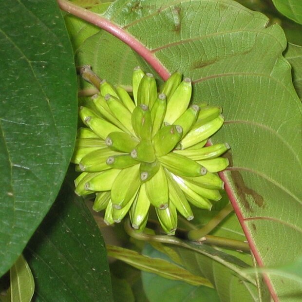 Baum des Lebens (Camptotheca acuminata)