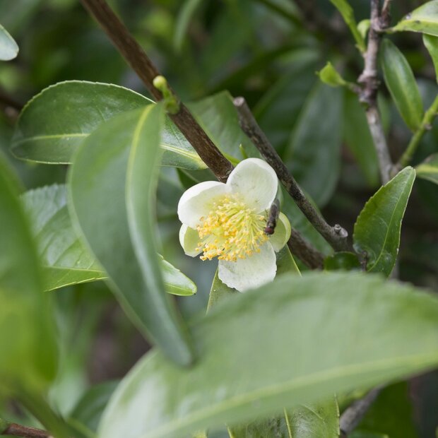 Teepflanze (Camellia sinensis)