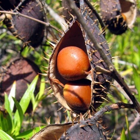 Gelbe Knicknuss (Caesalpinia ciliata)