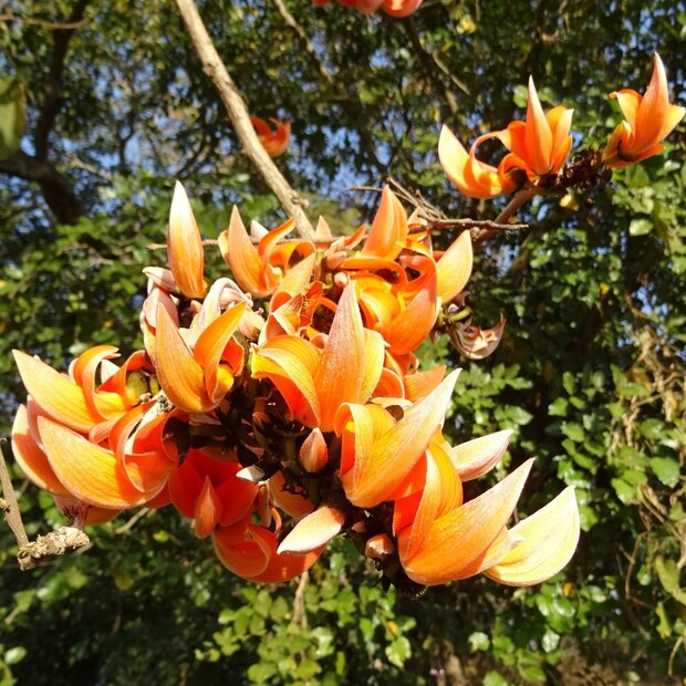 Flamme des Waldes (Butea monosperma)