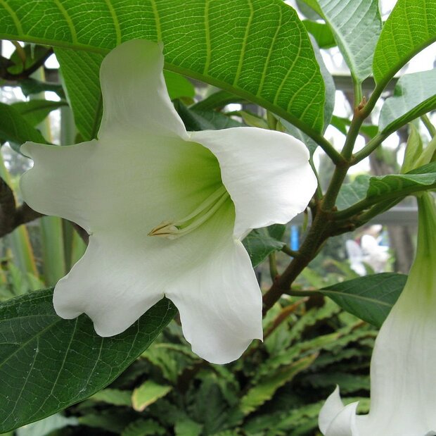 Nepalesische Trompetenblume (Beaumontia grandiflora)