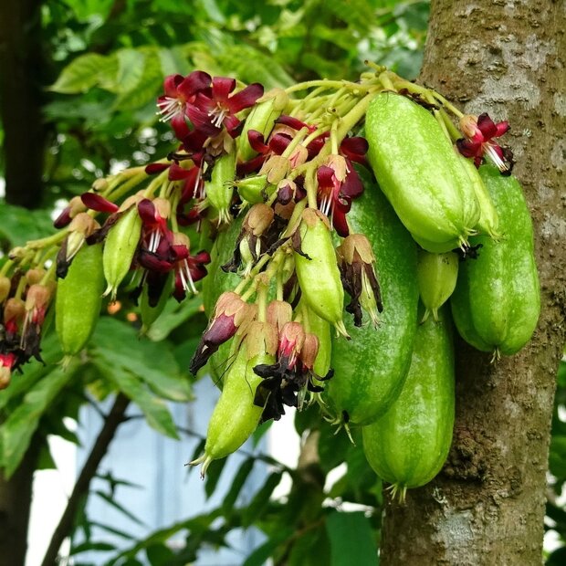 S&auml;ureblimbing (Averrhoa bilimbi)