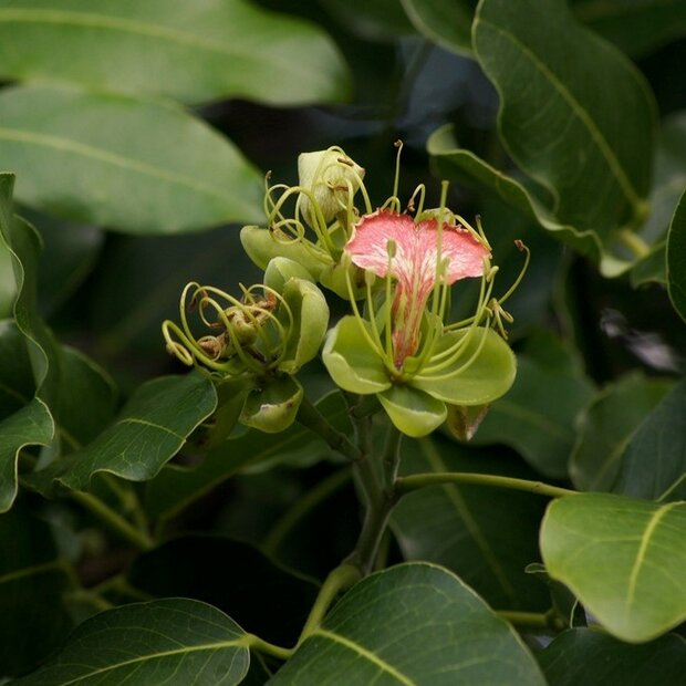 Gl&uuml;cksbohnenbaum (Afzelia quanzensis)