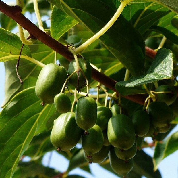 Mini-Kiwi (Actinidia arguta 'Issai')