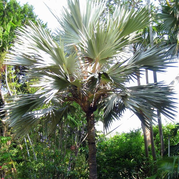 Blaue Latanpalme (Latania loddigesii)