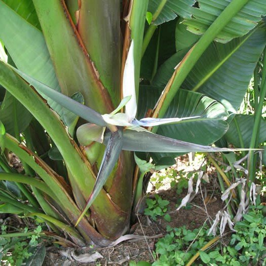 Bergparadiesvogelblume (Strelitzia caudata)