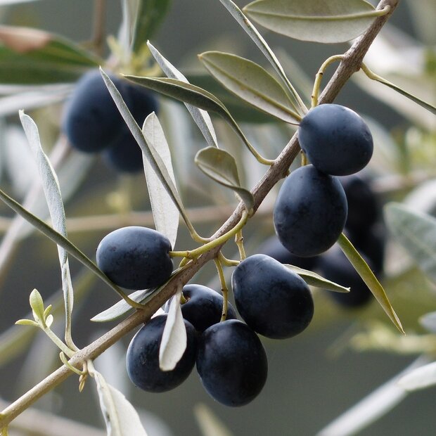 Europ&auml;ische Olive (Olea europaea)