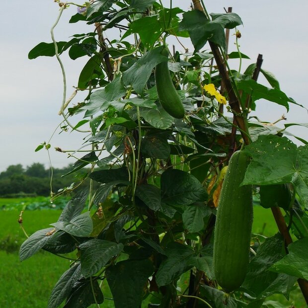 Schwammk&uuml;rbis (Luffa cylindrica)