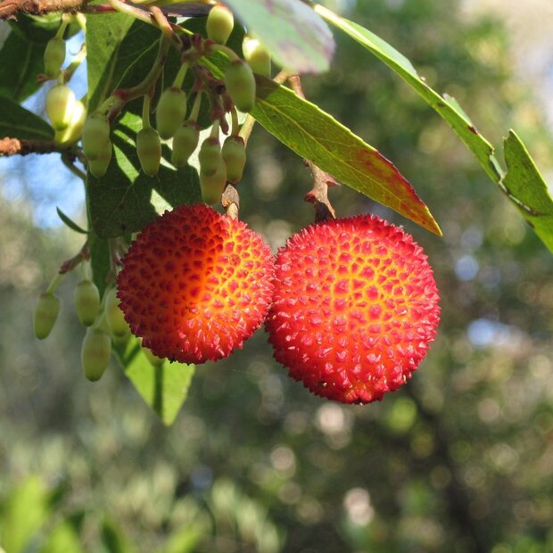 Erdbeerbaum (Arbutus unedo)