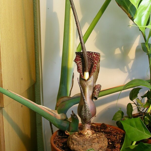 Voodoo-Lilie (Typhonium venosum)