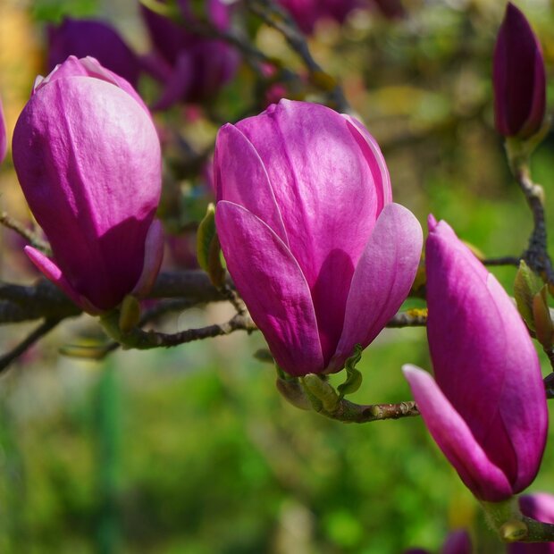 Violette Magnolie (Magnolia liliiflora)