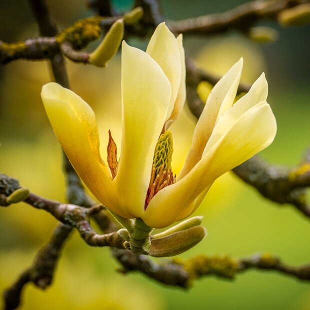 Gurkenmagnolie (Magnolia acuminata)