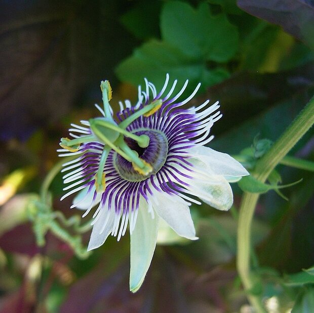 Waldpassionsblume (Passiflora morifolia)