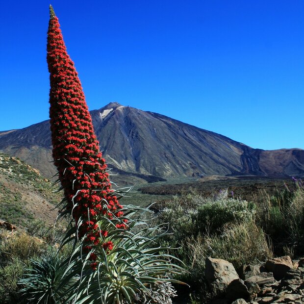 Schlangenwurz (Echium wildpretii)