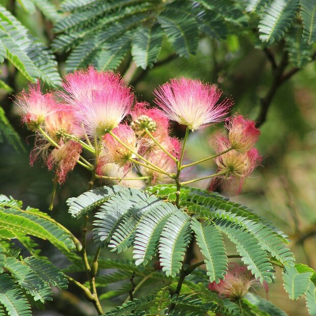 Persischer Schlafbaum (Albizia julibrissin 'E.H. Wilson')