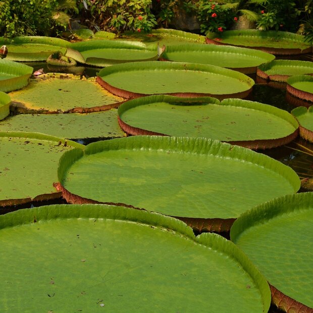 Victoria-Seerose (Victoria amazonica)