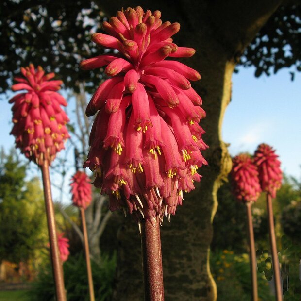 Waldlilie (Veltheimia bracteata)