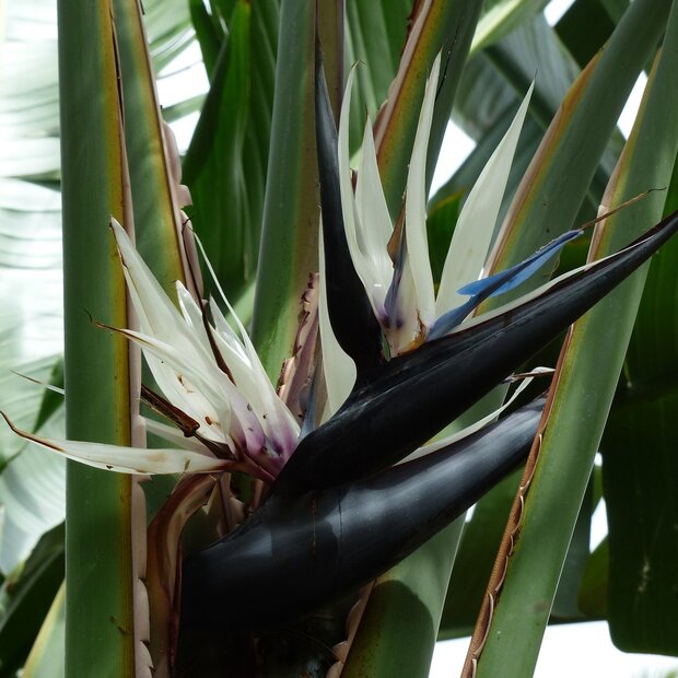 Natal-Paradiesvogelblume (Strelitzia nicolai)