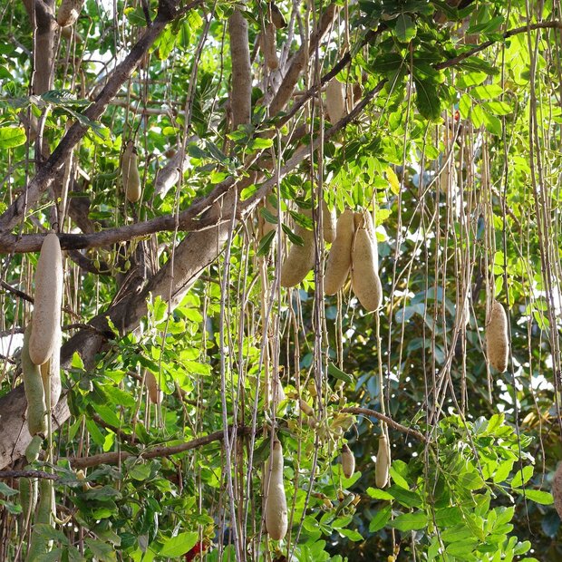 Wurstbaum (Kigelia africana)