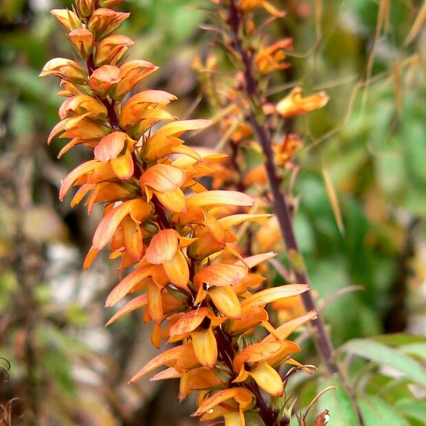 Kanarische Fingerhutpflanze (Isoplexis canariensis)