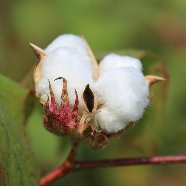 Levante Baumwolle (Gossypium herbaceum)