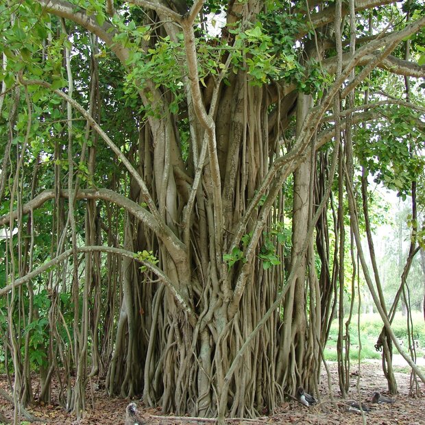 W&uuml;rgerfeige (Ficus benghalensis)