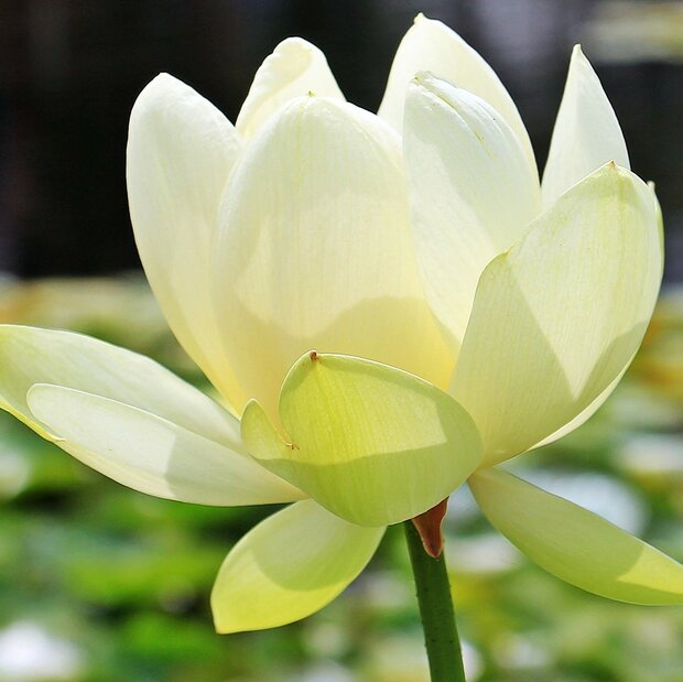 Wei&szlig;e Indische Lotusblume (Nelumbo nucifera 'alba')
