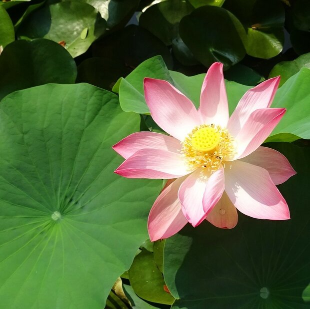 Indischer Lotus (Nelumbo nucifera)