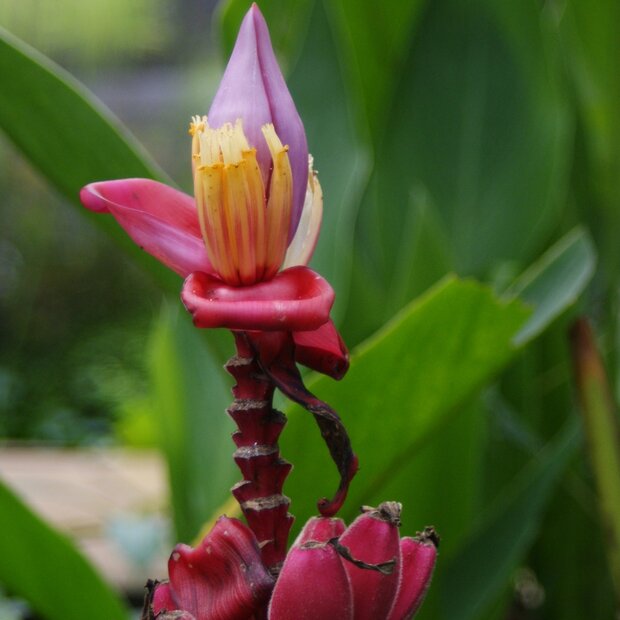 Rosa Zwergbanane (Musa velutina)