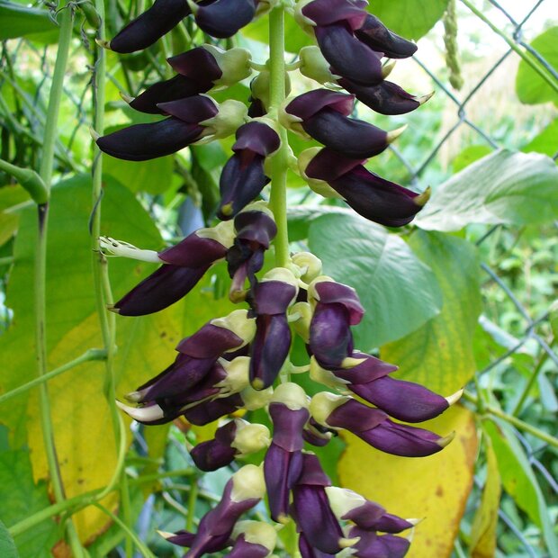 Samtbohne (Mucuna pruriens)
