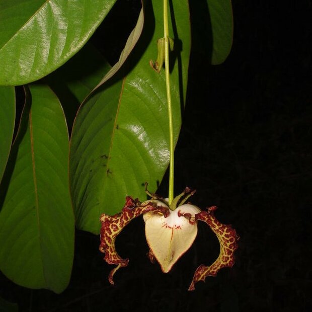 Muskatnuss (Monodora myristica)