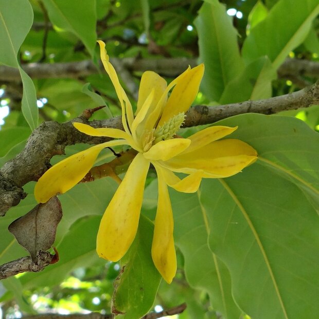 Goldene Champaca (Magnolia champaca)