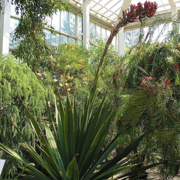Riesenspeerblume (Doryanthes palmeri)