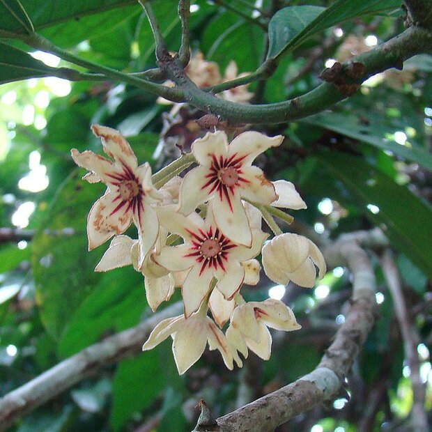Colabaum (Cola nitida)