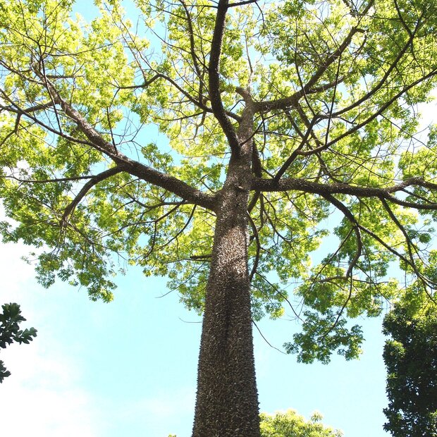 Kapokbaum (Ceiba pentandra)