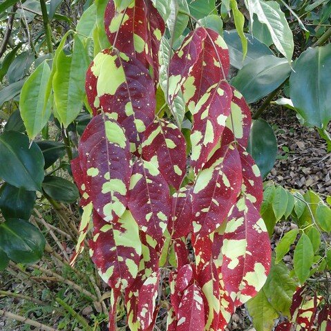 Cruz Caspi (Browneopsis ucayalina)