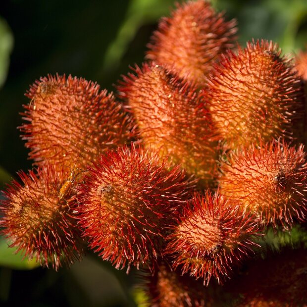 Orleaanbaum (Bixa orellana)