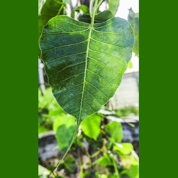 Bodhi-Baum (Ficus religiosa)