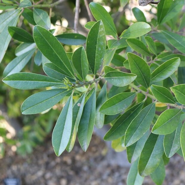 Mate (Ilex paraguariensis)
