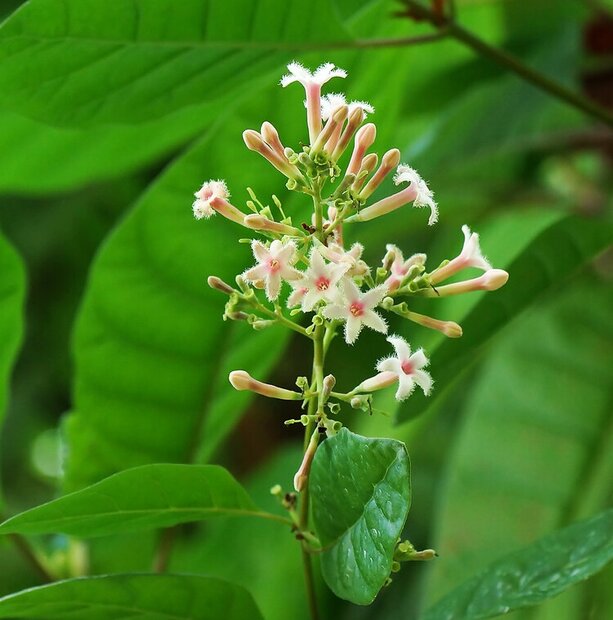 Roter Chinarindenbaum (Cinchona pubescens)