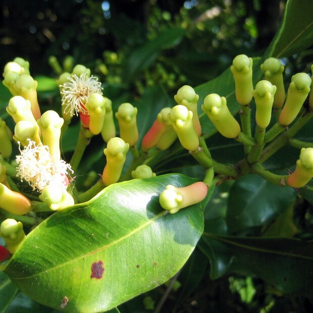 Gew&uuml;rznelke (Syzygium aromaticum)