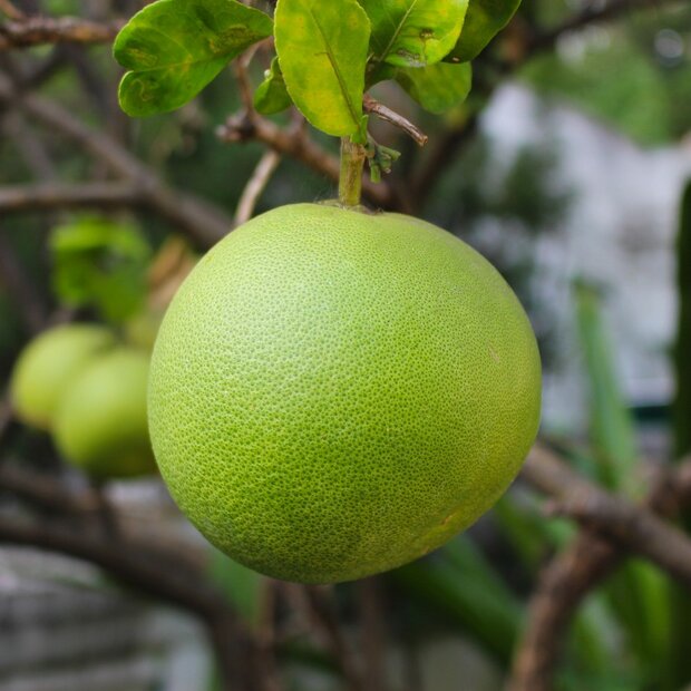 Pampelmuse (Citrus maxima)
